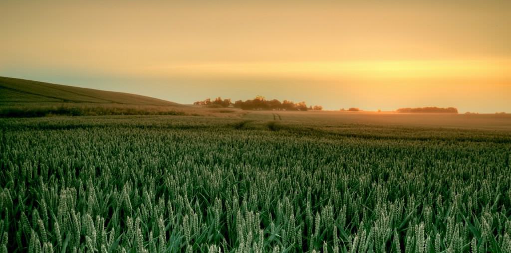 A wheat field